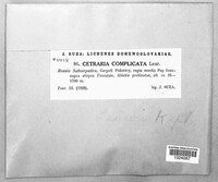 Image of Cetraria complicata